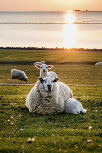 Nordfriesland_Elisabeth-Sophien-Koog_MR_230614_269